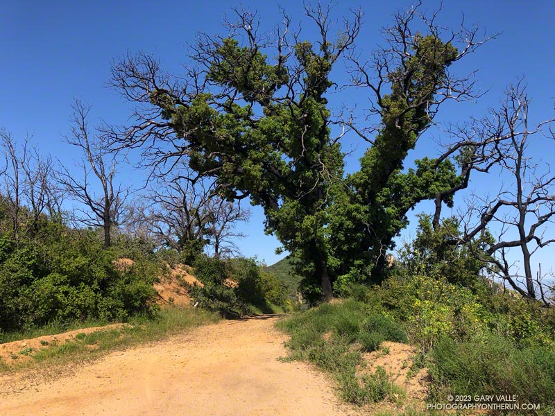 A recovering coast live oak along the Mesa Peak fire road segment of the Backbone Trail, about 4 1/2 years after it was burned in the Woolsey Fire. April 23, 2023.
