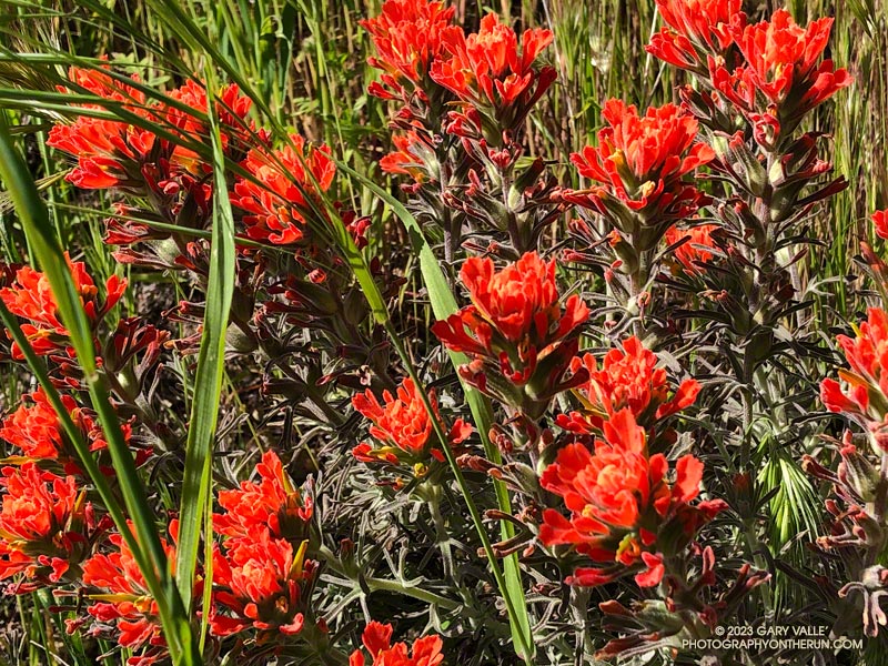Woolly Paintbrush (Castilleja foliolosa) along Castro Peak Mtwy fire road, west of the west of the Corral Canyon parking area. April 23, 2023.