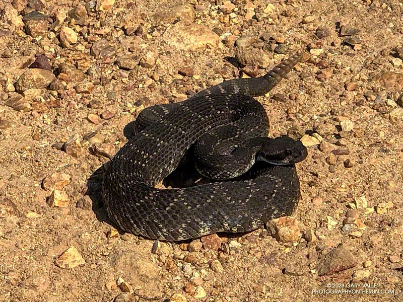 Very dark (and cranky) Southern Pacific Rattlesnake on Castro Peak fire road, just west of the Corral Canyon parking area. April 23, 2023.