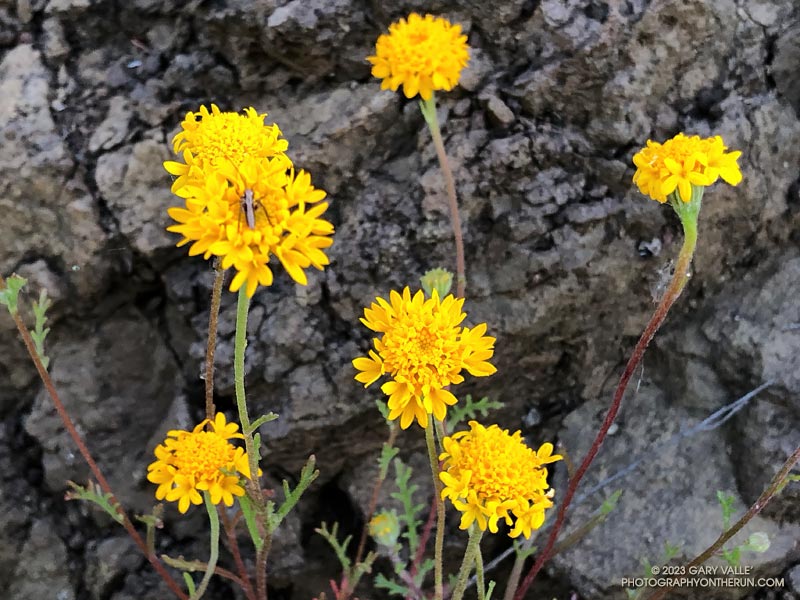 When you first see it along the trail you might mistake it for golden yarrow, but it is yellow Chaenactis (Chaenactis glabriuscula var. glabriuscula). April 23, 2023.