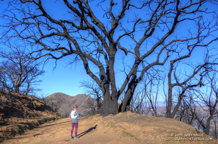 Was sad to see these coast live oaks on Mesa Peak Mtwy were severely burned. They provided welcome shade on hot summer days.