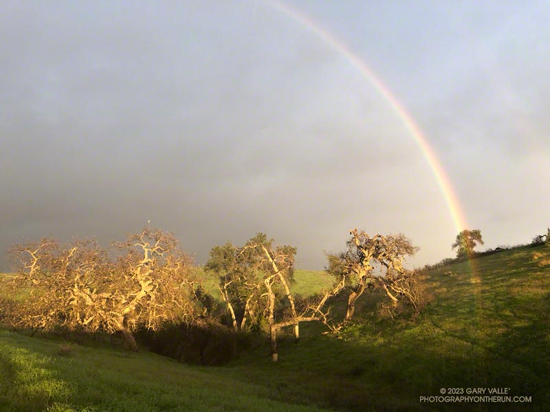 Rainbow and oaks on Lasky Mesa. The white bird perched at the top of the valley oak on the left is a white-tailed kite.