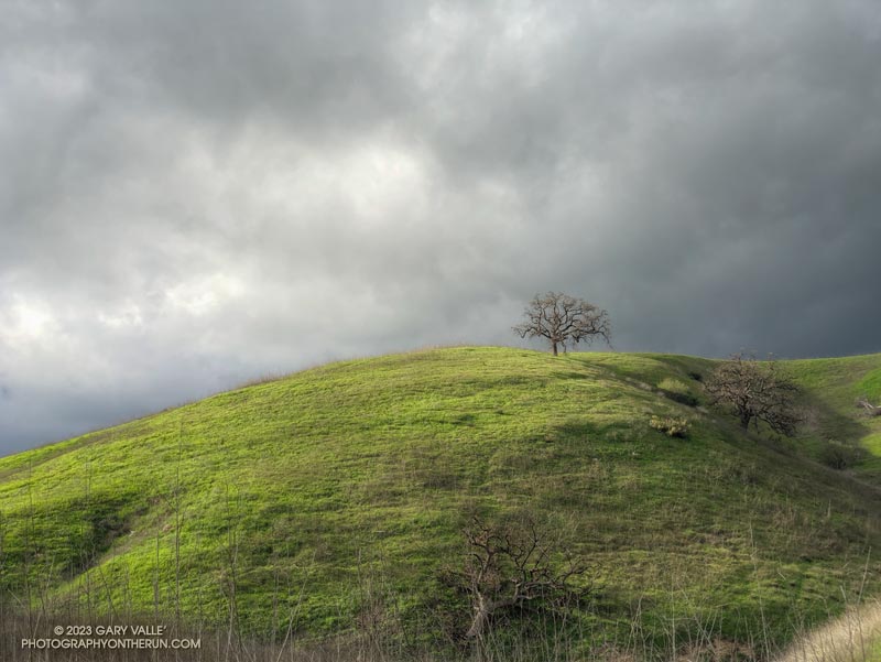 Sunlit green hill, valley oak, and clouds in East Las VIrgenes Canyon.