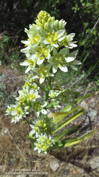 Star lily on the climb out of Blue Canyon on the Romero Trail.