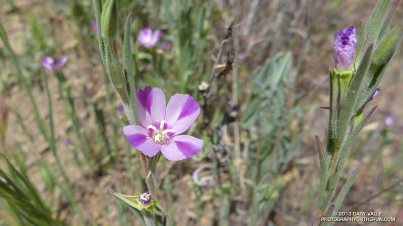 Clarkia on the climb out of Blue Canyon on the Romero Trail.