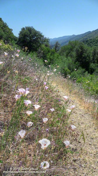 Mariposa lilies on a hot section of trail leading down to Forbush Camp.