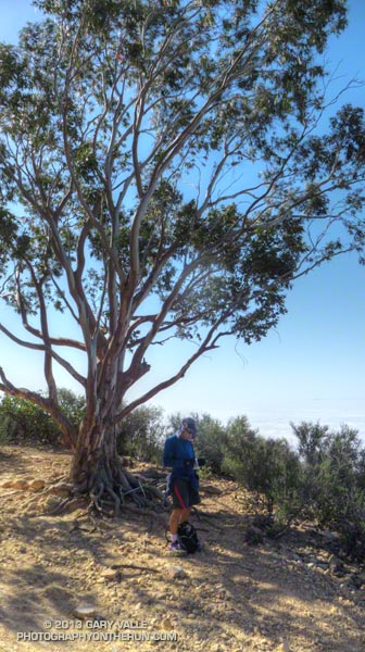"The Tree" -- a Eucalyptus tree on the Cold Spring Trail. 