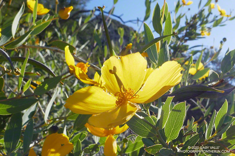 Bush poppy (Dendromecon rigida) at an elevation of about 3200' on the Condor Peak Trail. May 10, 2020.