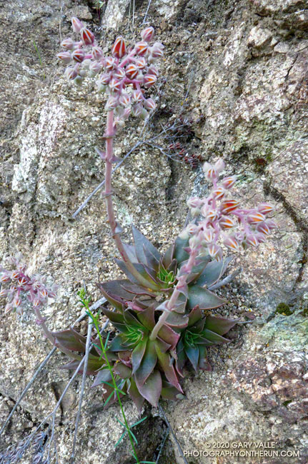 Canyon liveforever (Dudleya cymosa) at about 2700' on the Condor Peak Trail. May 10, 2020.