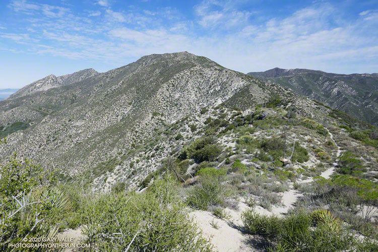 View northwest along Fox Divide toward (not of) Condor Peak, from a point on the Condor Peak Trail just northwest of Fox Mountain. About mile 6.2 (Vogel Flat start) and elevation of 4650'.