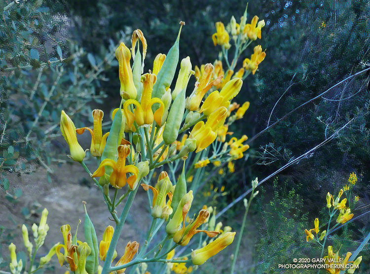 Golden eardrops (Ehrendorferia chrysantha) along the "Vogel Flat" start to the Condor Peak Trail. May 10, 2020.