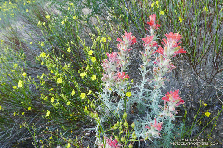 Peak rush-rose and paintbrush along the Condor Peak Trail at an elevation of about 2750'. May 10, 2020.