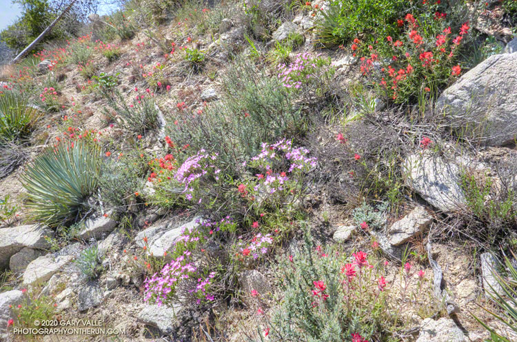 Paintbrush and phlox on the north side of Fox Divide on the return from Condor Peak. May 10, 2020.