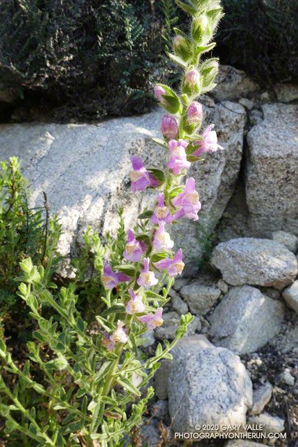 Chaparral snapdragon (Antirrhinum multiflorum) at an elevation of about 3200' on the Condor Peak Trail. May 10, 2020.