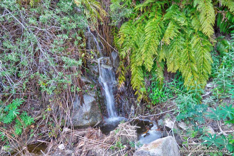 Small stream in upper Fusier Canyon. This is often just a seep. April 16, 2023.