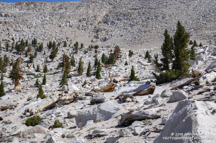 The effect of past climate variations on the treeline has been studied using the tree rings of long dead foxtail pines in the Cirque Peak area.