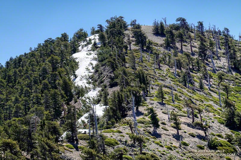 The trail on the west side of Mt. Baden-Powell is to the right of the snow field. July 9, 2023.