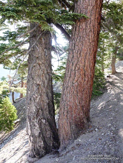 A white fir (left) growing next to a sugar pine.