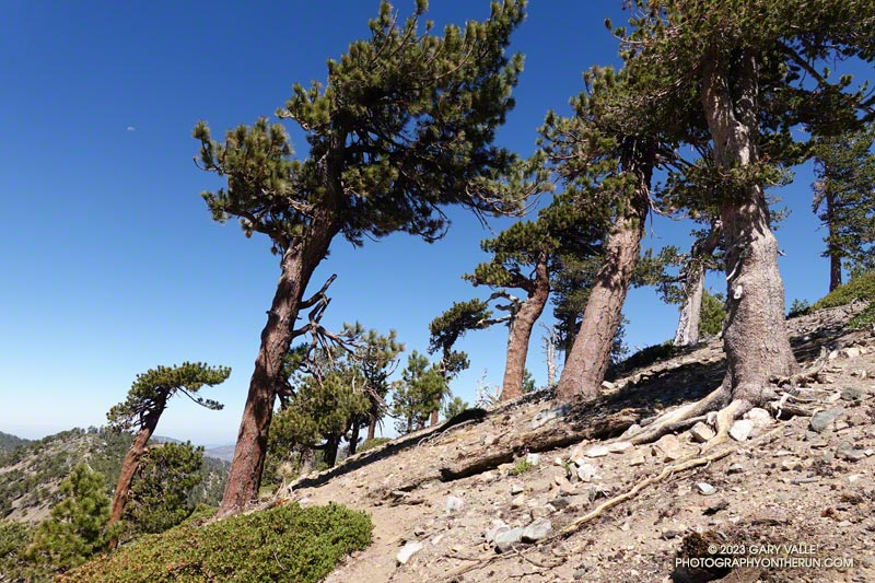 Windswept Jeffrey and Logepole pines on Peak 9086.