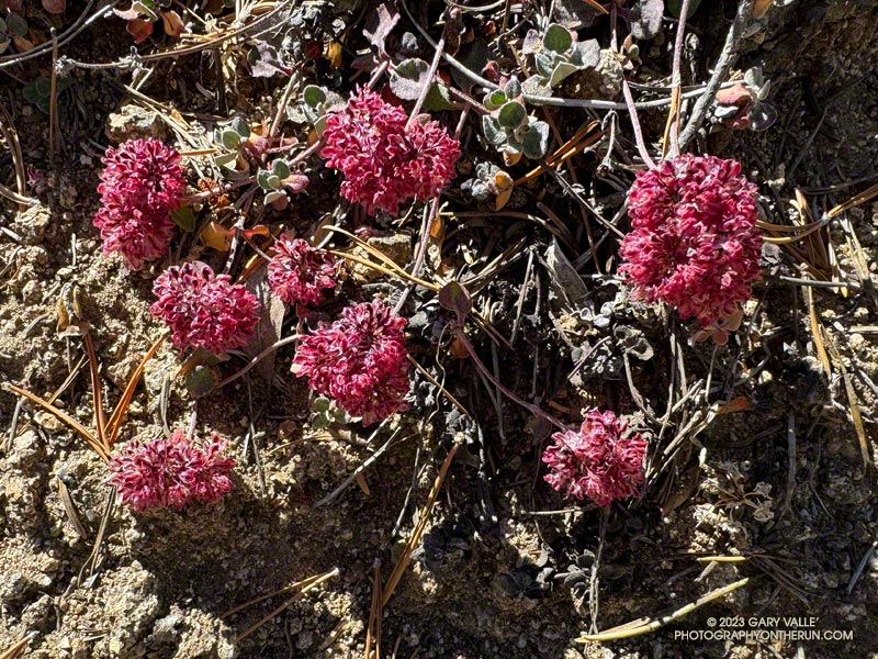 Alpine sulfur flowered buckwheat along the Dawson Saddle Trail. October 14, 2023.