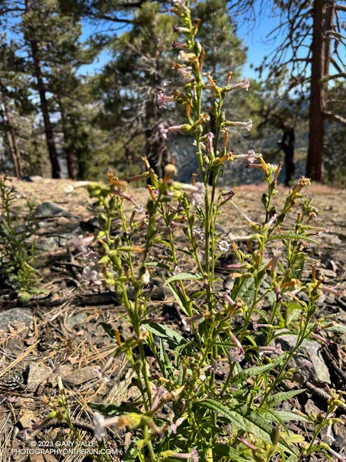 Coyote tobacco blooming near the summit of Mt. Lewis. October 14, 2023.