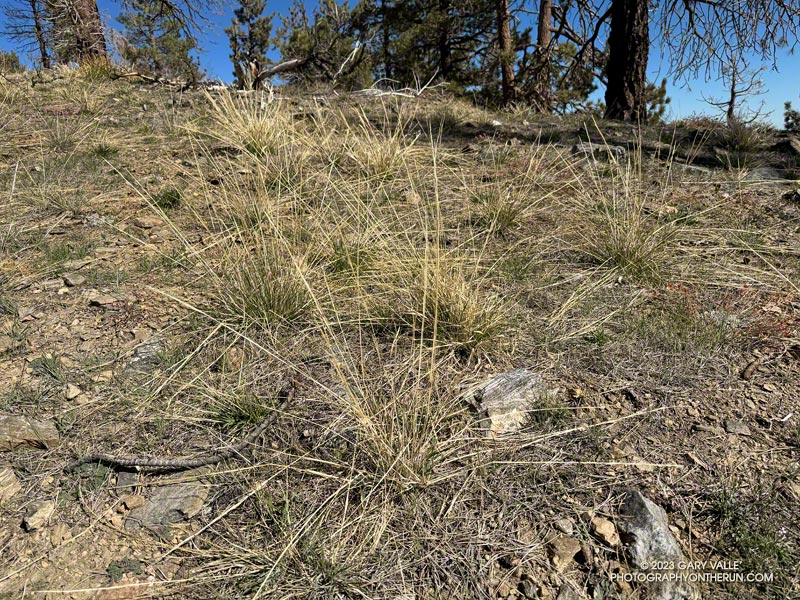 A distinctive grass on the shoulder of Mt. Lewis. Is it deergrass? October 14, 2023.