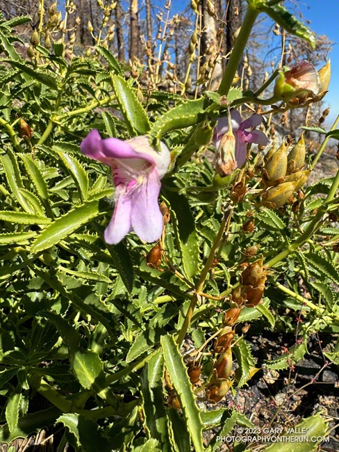 Grinnell's penstemon blooming out-of-season on Mt. Lewis as a result of rain from Tropical Storm Hilary. October 14, 2023.