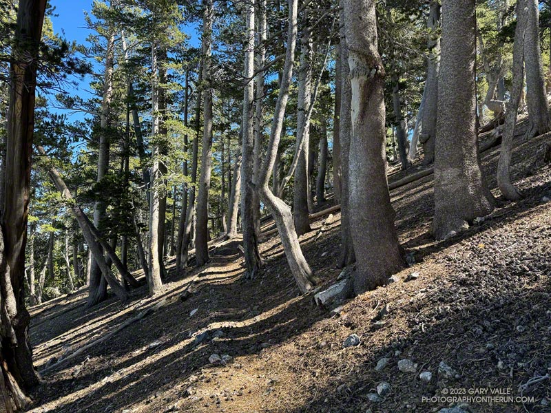 A grove of lodgepole pines on the Dawson Saddle Trail.