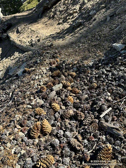 A mix of limber pine cones (larger) and lodgepole pine cones on the Dawson Saddle Trail.