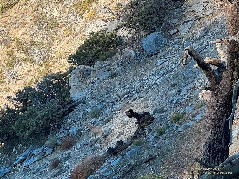 Even in this cropped view the three bighorn sheep below Windy Gap blend into the terrain. October 14, 2023.