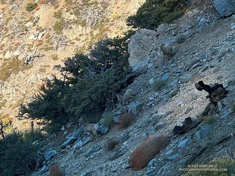 Three bighorn sheep descending the rocky slopes below Windy Gap, in the San Gabriel Mountains. October 14, 2023.