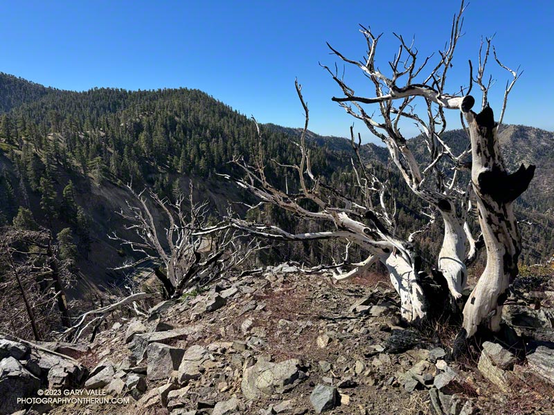 Denuded limbs of old-growth manzanita on the south ridge of Mt. Lewis. The ridge was burned in the 2020 Bobcat Fire. October 14, 2023.