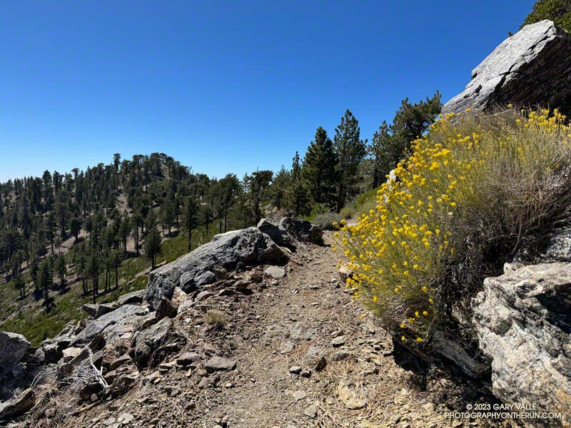 Rabbitbrush along the PCT east of Mt. Hawkins. October 14, 2023.