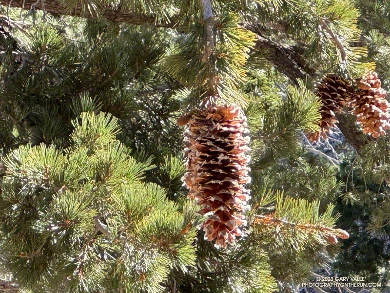Closer look at a resin-encrusted sugar pine cone. Sugar pines have bundles of five needles. October 14, 2023. 