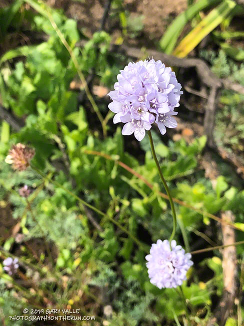 Bluehead Gilia (Gilia capitata) along the Tri Peaks Trail on the way to Sandstone Peak. May 18, 2019.
