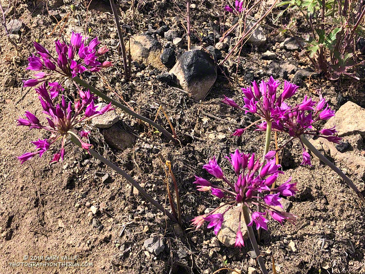 Peninsular onion (Allium peninsulare) on Sandstone Peak. There were increased numbers of this plant. May 18, 2019.