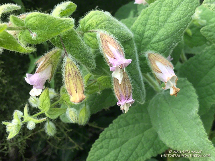 Pitcher sage (Lepechinia fragrans) on north side of Boney Mountain. May 18, 2019.