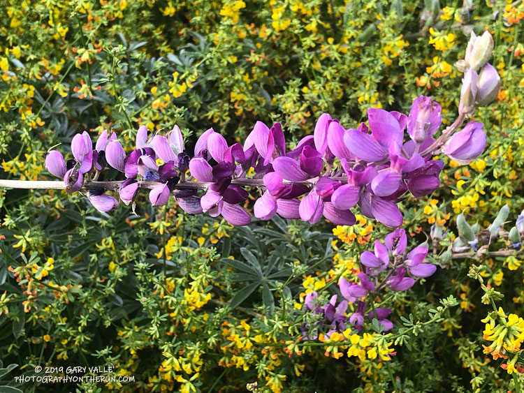 A closer look at the flowers of silver bush lupine (Lupinus albifrons). The yellow flowers in the background are deerweed. May 18, 2019.