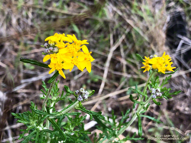 Golden yarrow (Eriophyllum confertiflorum var. confertiflorum) along the Old Boney Trail. March 14, 2021.