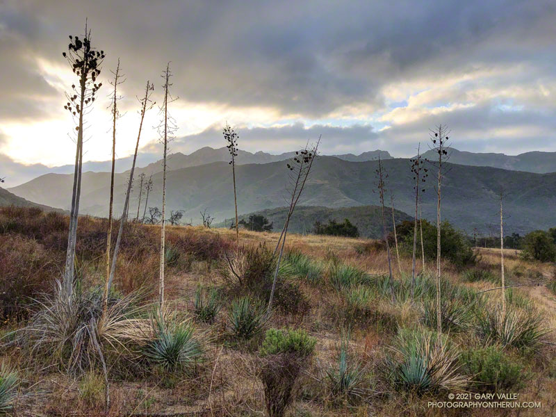 Yucca stalks, morning clouds and Boney Mountain from the Hiiden Pond Trail in Pt. Mugu State Park