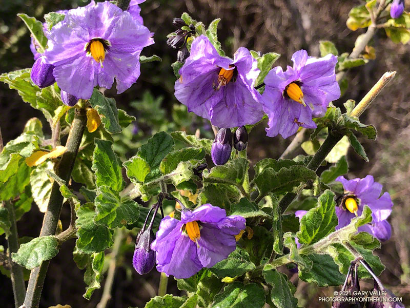 Purple nightshade (Solanum xanti) along the Old Boney Trail. March 14, 2021.