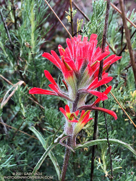 Paintbrush along the Hidden Pond Trail. March 14, 2021.