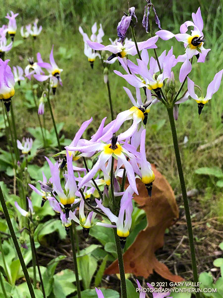 Shooting star (Primula clevelandii) along the Old Boney Trail. March 14, 2021.
