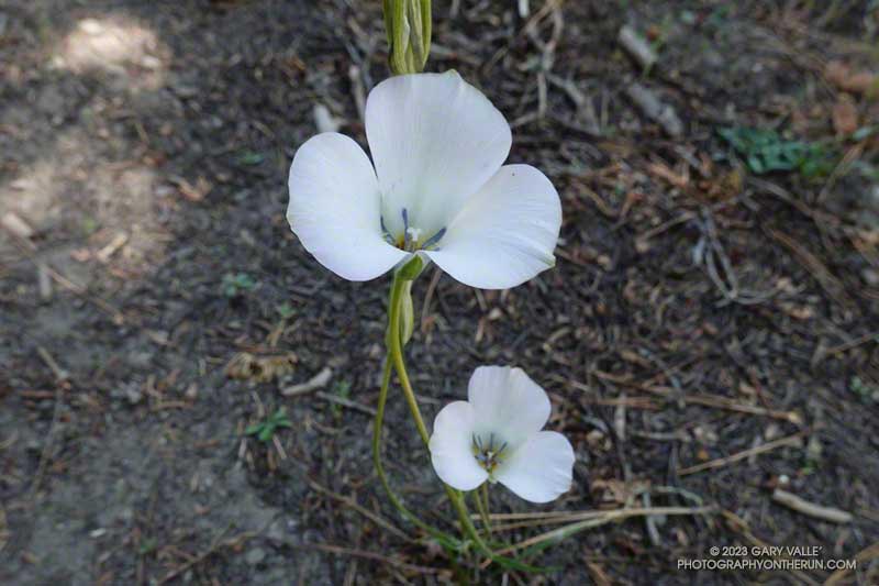 Mariposa lily -- probably Calochortus invenustus -- along the PCT on Blue Ridge, west of Guffy Camp.