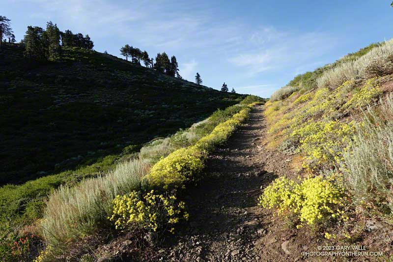 Any run that starts like this is going to be a good one. A sulfur flower-lined section of the PCT, about three-quarters of a mile east of Inspiration Point. July 30, 2023.