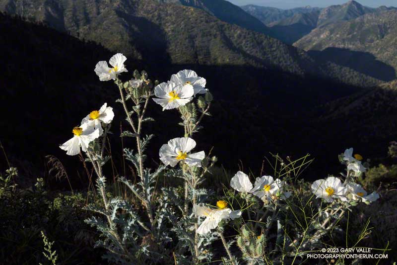 Prickly poppy along the PCT east of Inspiration Point. July 30, 2023.