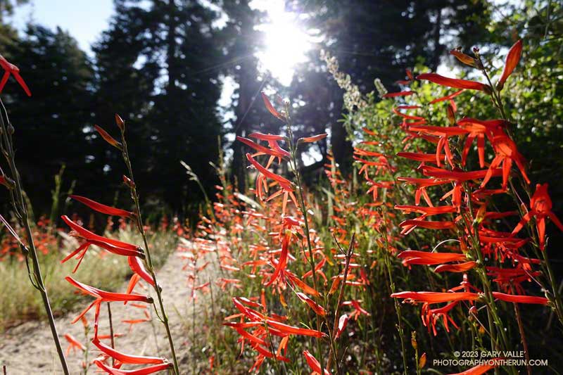 Bright red San Gabriel beardtongue lined the trail in many spots along Blue Ridge. July 30, 2023.