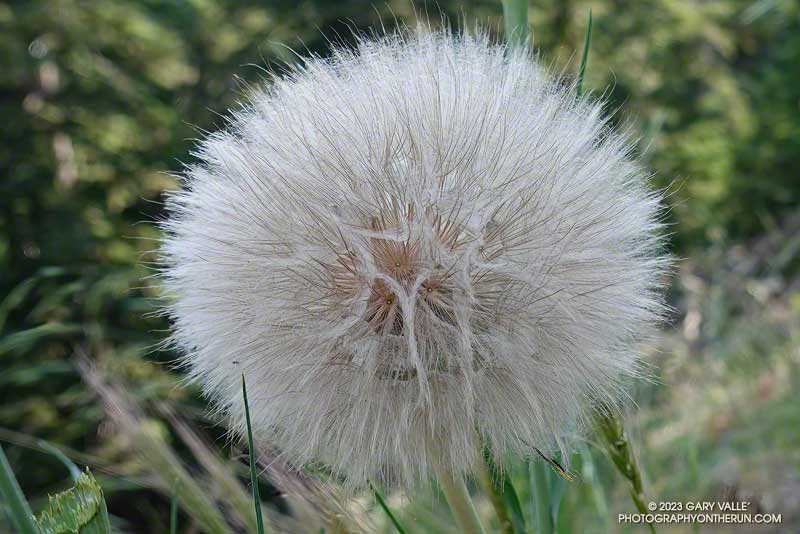 This seed head was about the size of a baseball. July 30, 2023.