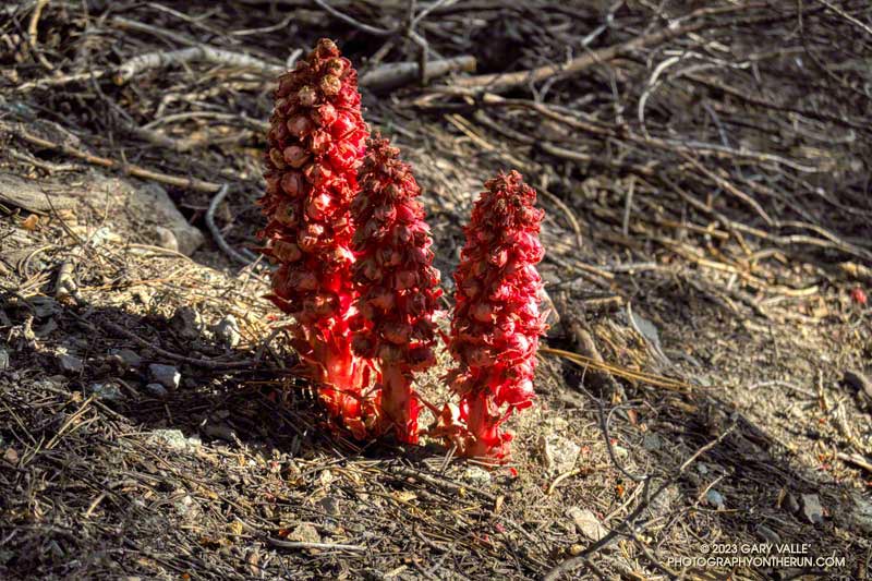 This snow plant isn't going to last long in the heat. I've seen snow palnt on just about every run above 7000' this Summer. July 30, 2023.