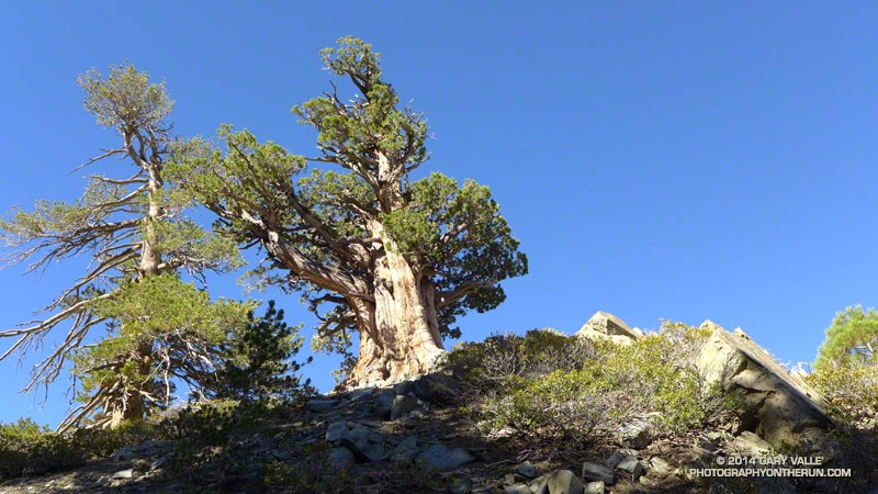 The Pine Mountain Juniper and its companion lodgepole pine.